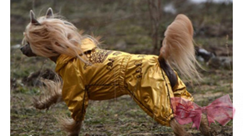 Дощовик для собак FMD золотий на дівчинку